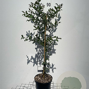 Ilex aquifolium 100-125 cm 5,0L