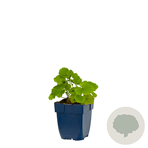 Geum coccineum 'Borisii' GM  P11