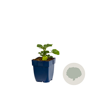 Lavatera Baby Barnsley GM  P11