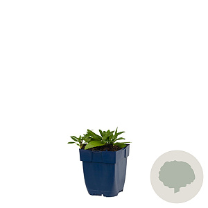 Physostegia v. 'Bouquet Rose' GM  P11