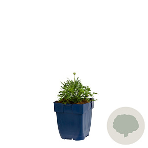 Rhodanthemum 'Casablanca' GM  P11