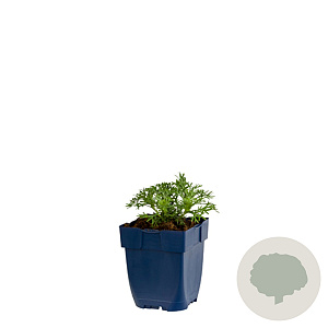 Rhodanthemum 'Marrakech' GM  P11