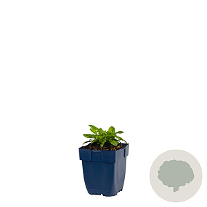 Silene schafta GM  P11