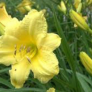 Hemerocallis 'Happy Returns' GM P9