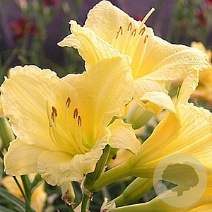 Hemerocallis 'Happy Returns' GM P9