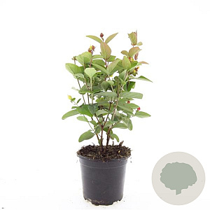 Hypericum i. Magical Red GM C1.3