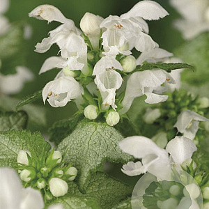 Lamium mac. 'White Nancy' GM P9