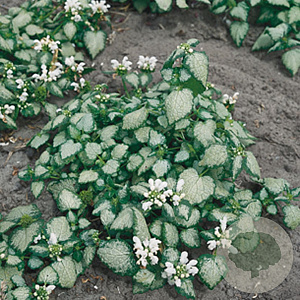 Lamium mac. 'White Nancy' GM P9