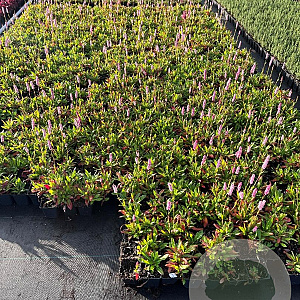 Persicaria aff. 'Superba' GM P9