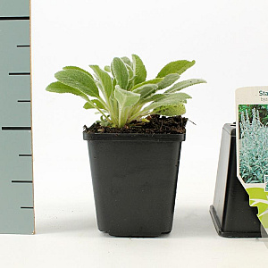 Stachys byzantina GM P9