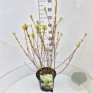 Cornus alba 'Sibirica Variegata' 60-80 cm 10L