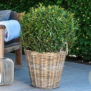 Prunus l. Filigrow Sofia 30-40 cm 25L