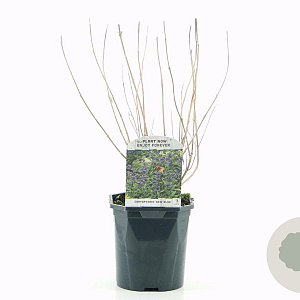 Caryopteris cland. 'Kew Blue' 30-40 cm 2,0L