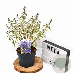 Caryopteris cland. Sterling Silver 30-40 cm 3,0L