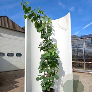 Cercis siliquastrum 175-200 cm 20L