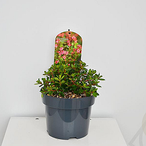 Escallonia 'Red Dream' 20-25 cm 3,0L