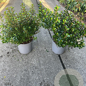 Escallonia 'Red Dream' 20-25 cm 3,0L