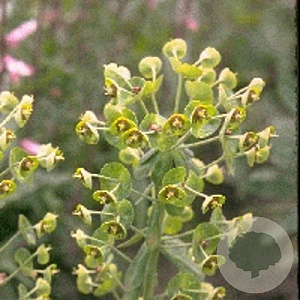 Euphorbia char. 'Forescate' GM P9