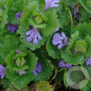 Glechoma hederacea GM P9