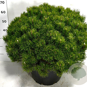 Pinus mugo pumilio 60-70 cm 35L plat