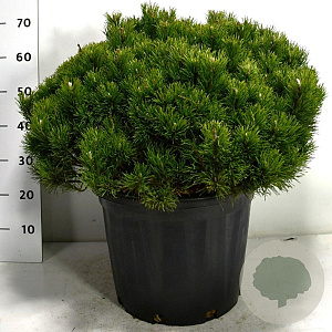 Pinus mugo pumilio 60-70 cm 35L plat
