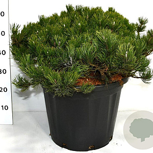 Pinus mugo pumilio 60-70 cm 35L plat