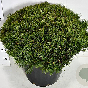 Pinus mugo pumilio 60-70 cm 35L plat