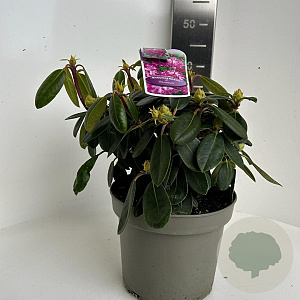 Rhododendron (Y) 'Blurettia' 30-40 cm 5,0L