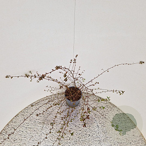 Symphoricarpos ch. 'Hancock' 35-40 cm 2,5L