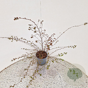 Symphoricarpos ch. 'Hancock' 35-40 cm 2,5L