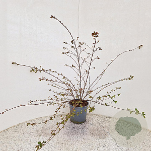 Symphoricarpos ch. 'Hancock' 35-40 cm 2,5L