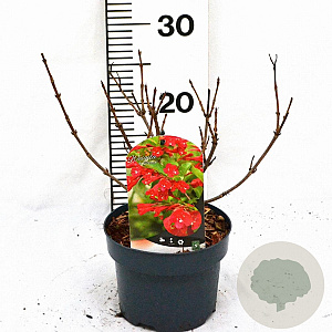 Weigela 'Red Prince' 25-30 cm 2,0L