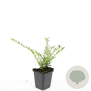 Lonicera pileata GM P9