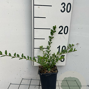 Lonicera pileata GM P9