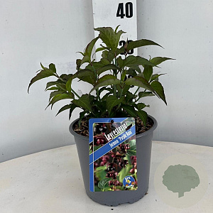 Leycesteria formosa 'Purple Rain' 30-40 cm 3,0L