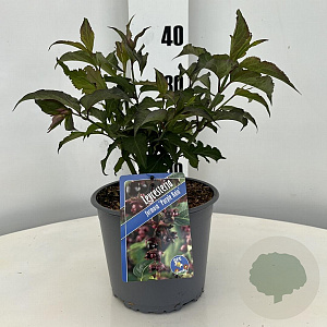 Leycesteria formosa 'Purple Rain' 30-40 cm 3,0L