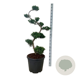 Juniperus pf. 'Mint Julep' 125 cm cont. 55L bonsai