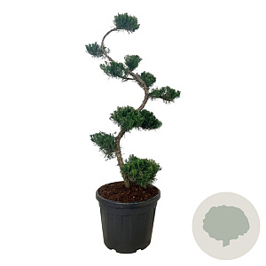 Juniperus pf. 'Mint Julep' 125 cm cont. 55L bonsai