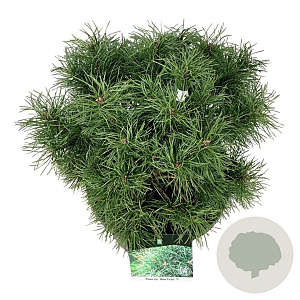Pinus sylv. Blue Pearl 50-60 cm 30L extra
