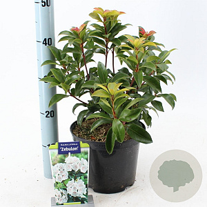 Kalmia lat. 'Zebulon' 25-30 cm 4,0L