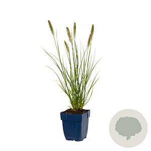 Pennisetum al. 'Hameln' GM  P11