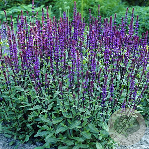 Salvia nemorosa GM P13
