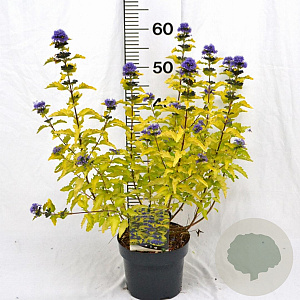 Caryopteris cland. Hint of Gold 30-40 cm 3,0L