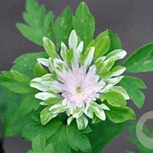 Anemone nem. 'Monstrosa' GM P9