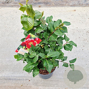 Camellia j. 'Dr King' 40-50 cm 5,0L