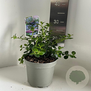 Ceanothus griseus 'Yankee Point' 15-20 cm 2,0L