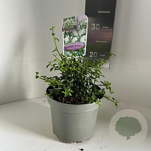 Ceanothus thyr. 'Millerton Point' 15-20 cm 2,0L