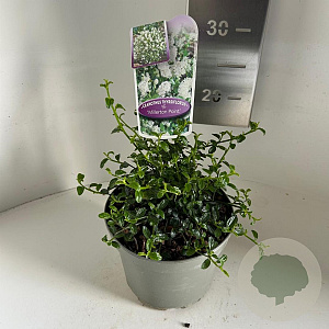 Ceanothus thyr. 'Millerton Point' 15-20 cm 2,0L