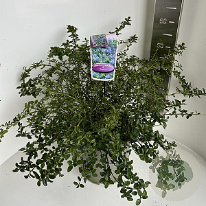 Ceanothus thyrsiflorus repens 40-50 cm 5,0L