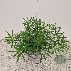 Choisya 'Aztec Pearl' 25-30 cm 2,5L